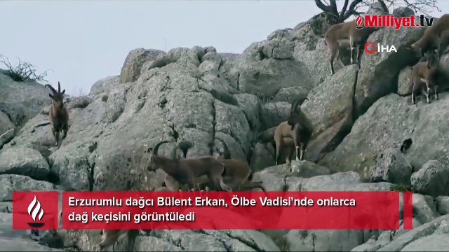 Belgesel tadında görüntüler