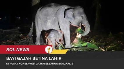Bayi Gajah Betina Lahir Di Pusat Konservasi Gajah Sebanga Bengkalis