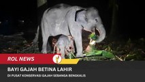 Bayi Gajah Betina Lahir Di Pusat Konservasi Gajah Sebanga Bengkalis