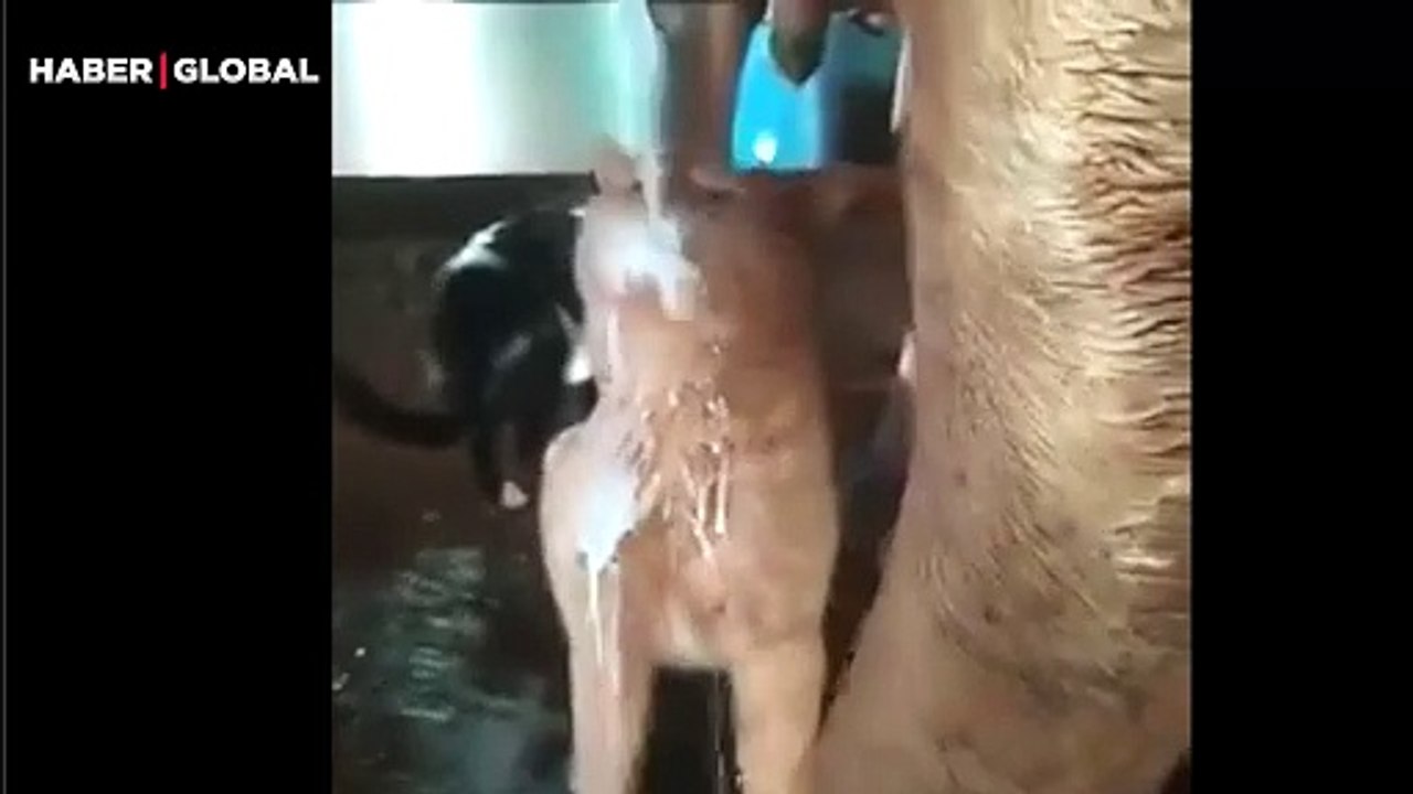 İnekten süt içerken ayarı fazla kaçıran kediler...