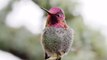 Hummingbird's sequin-like feathers change colour as it moves