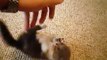 Scottish Cute Baby Cat Fold munchkin