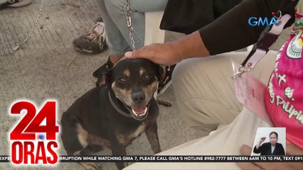 Posibleng mangagat ang aso kapag iritable sa init; 'di dapat lapitan ang bagong panganak na hayop | 24 Oras