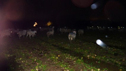 Sugar beet Problems - Part 1 - Episode 5