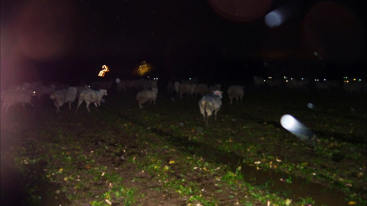 Sugar beet Problems - Part 1 - Episode 5