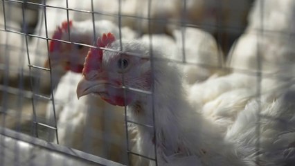 Aviaria, casi in aumento e salto di specie tra i bovini