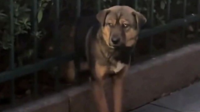 Dog rescued after getting stuck in fence railing