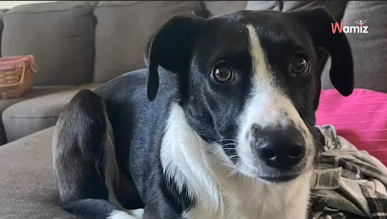 Son chien agit comme son chat : près d’1M d’internautes tombent sous le charme