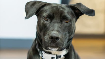 Elle a un accident de voiture avec son chien : l'animal va aller chercher de l'aide à un endroit qu'il connait bien