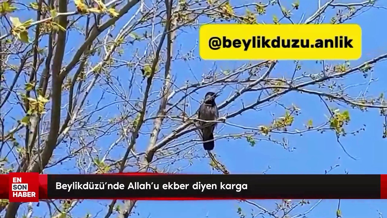 Beylikdüzü'nde Allah'u ekber diyen karga