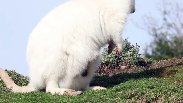 Baby wallaby emerges from mother's pouch after seven months