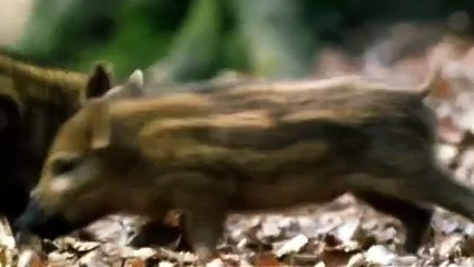 Futuro salvaje  dentro de 5 millones de años