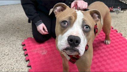 Laissé pour mort, ce pitbull paralysé a été retrouvé dans un sac poubelle