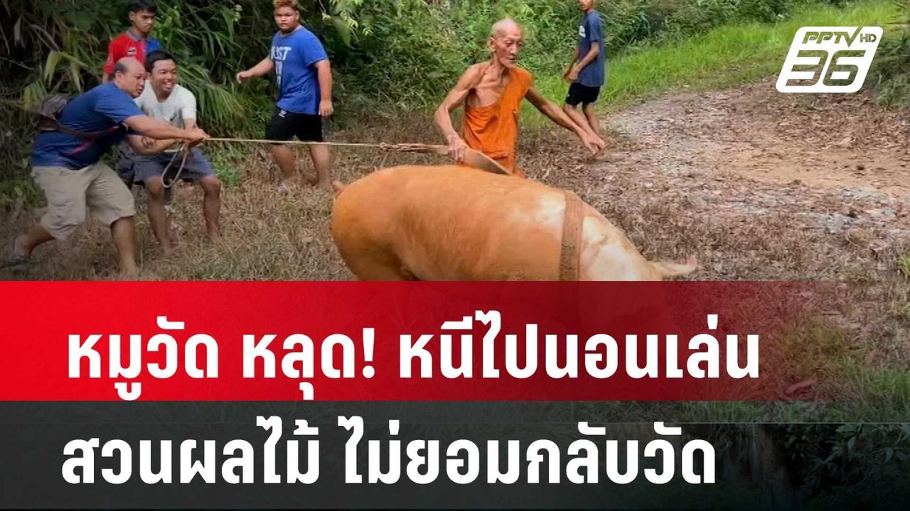 หมูวัด หลุด! หนีไปนอนเล่นสวนผลไม้ ไม่ยอมกลับวัด...