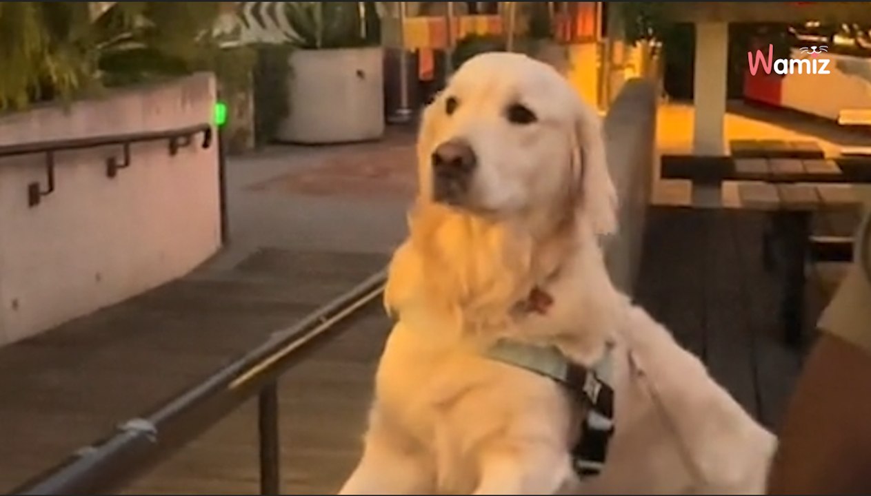 Ce Golden a un coup de foudre pour un passant : 1,9M de personnes hésitent entre rires et larmes (vidéo)