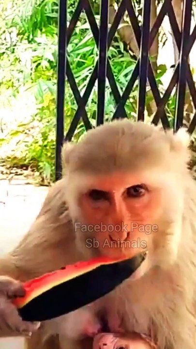 Animals Funny Video , Funny Animal's Reels #Animalsvideo#Funnyanimals#viralvideo#Wildanimals