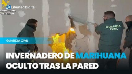 Invernadero de marihuana oculto tras la pared de una nave industrial