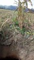 Agricultor de SC descobre buraco gigante em plantação de milho