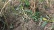 Agricultor de SC descobre buraco gigante em plantação de milho