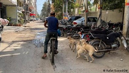Pakistan: Karachi's stray animals love this man