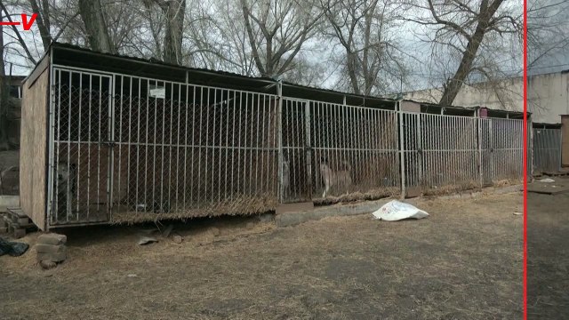 This Russian Animal Shelter Has Its Hands Full During Floods