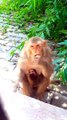 Monkey Shorts Video, Animal's Video, Monkey Viral Video #Animals#Wildanimals#Animalpalant