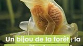 La Grenouille de Verre est un symbole de transparence et de beauté dans les forêts tropicales !