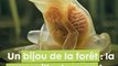 La Grenouille de Verre est un symbole de transparence et de beauté dans les forêts tropicales !