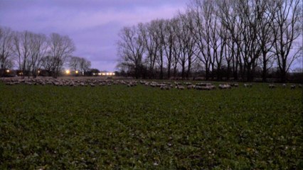 Sugar beet Problems - Part 2 - Episode 2