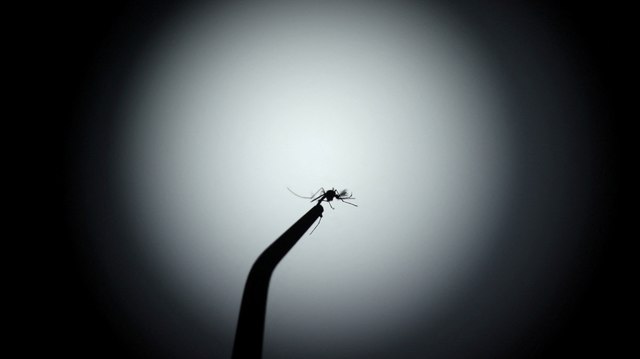 Mosquitos infectados y peces para combatir el dengue