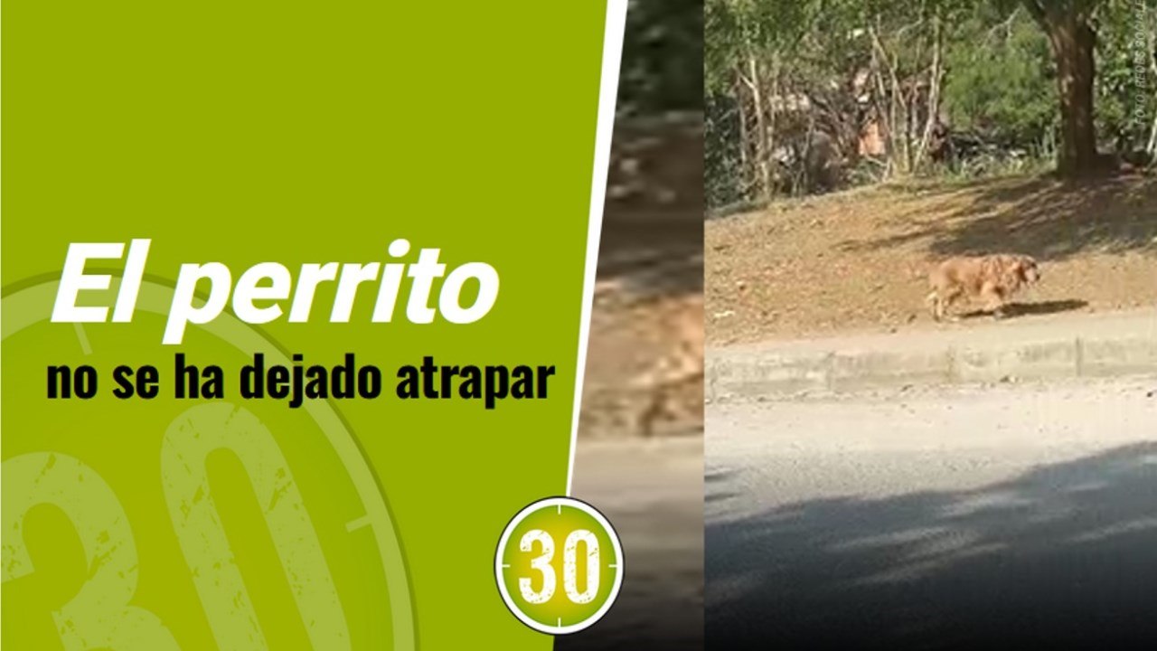 Perrito deambula en Bello