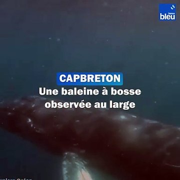 Une baleine à bosse observée au large de Capbreton