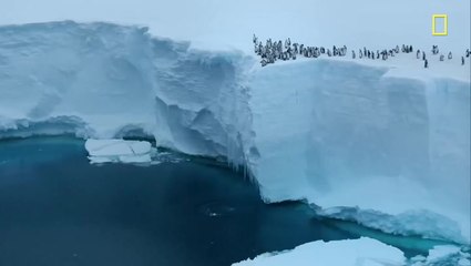 Baby penguins jump from 50-foot cliff in never-before-seen footage