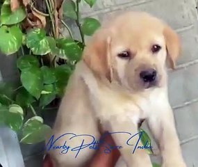 Nearby Pets Store India