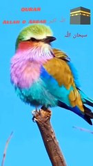 Allah o Akbar QURAN subhanallah.