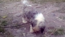 Dogs