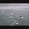 A dog travels on a piece of ice in the ocean ice in the ocean of ice in the oceanيA dog يسافر traveling on a piece of ice in the wandering oceanساA dog يسافر traveling on a piece of ice in the frozen oceanفر traveling on a piece of ice in the frozen ocean