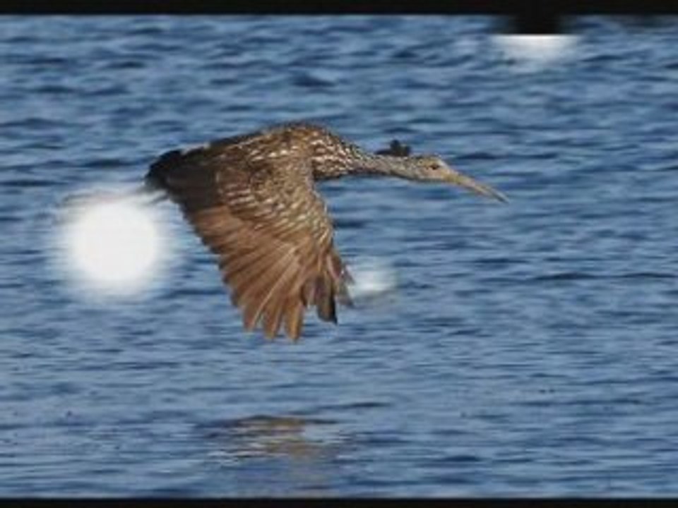 The thorn birds