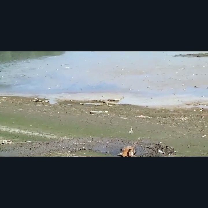 Rescuing a deer from a swamp