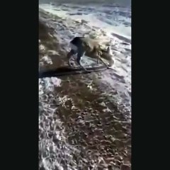 An animal whose eyes were covered with ice