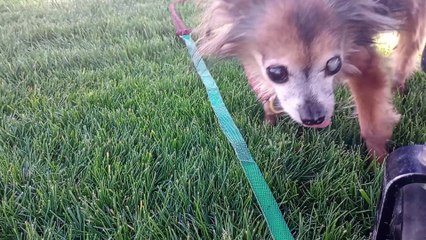 Villanova in grass(old hat 4 her) so she rolled around on grass(which I love), later did business VID_20240411_155508228