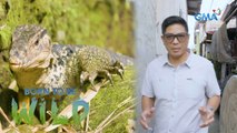 Why are tails important to monitor lizards? | Born to be Wild