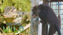 The lizard's tail and rescued animals April 14, 2024 (Full Episode) | Born to be Wild