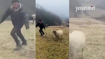 Koç ile çobanın eğlenceli anları! "Koç bile merhametli..."