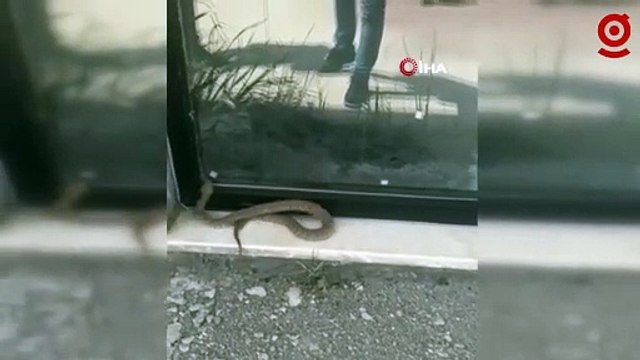 Isırığı bir insanı öldürmeye yetiyor: Elazığ'da görüldü