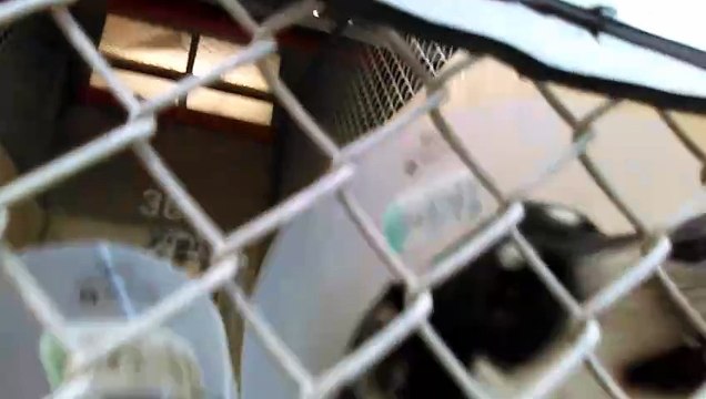 Old Film❤️Jose 5 mos. Pet Id 840125 Shepherd sits 4 me Pat 2y Pet Id 840134 Shepherd Puppy watching-learning 2 sit from Jose kennel 36 at Humane Society of Southern Arizona❤️3450 N. Kelvin on 3-15-2017adopted4-15-2017old