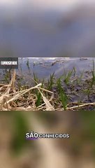 Baratas d'água_ Comportamento de Reprodução Único e Perigos para a Saúde