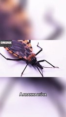 Entre na Teia do Terror A Ameaçadora Viúva-Negra