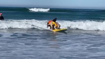 Labradors Enjoy Surfing Together on Beach