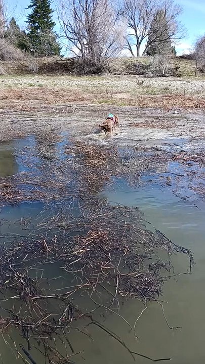 Willows first water retrieve